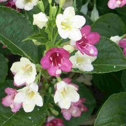 Weigelia bicolor white pink